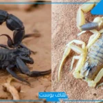 تفسير حلم العقرب في المنام ابن سيرين أصفر وأسود للرجل