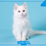 تفسير حلم رؤية قطة بيضاء في المنام لابن سيرين للعزباء والمتزوجة