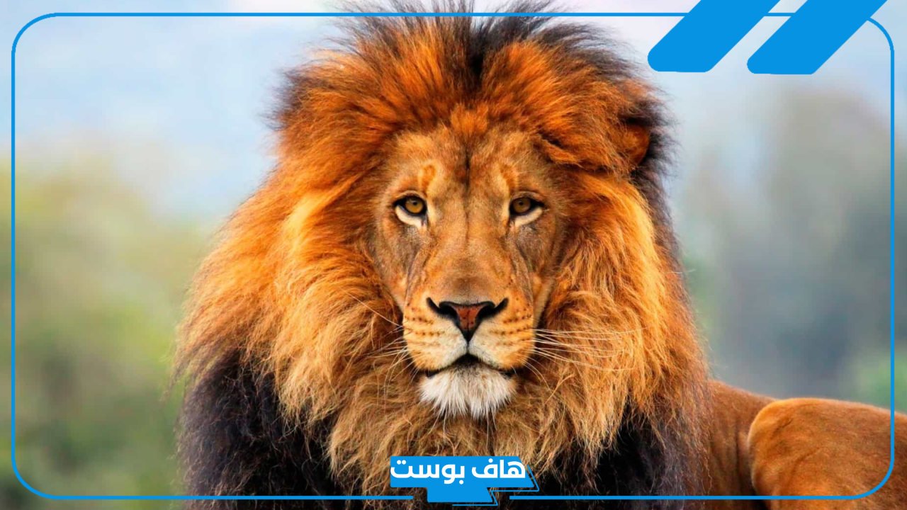 تفسير رؤية الاسد في المنام للعزباء والركض والاختباء منه لابن سيرين