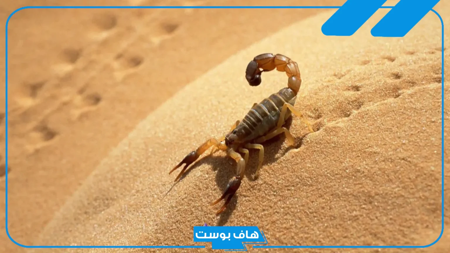 تفسير رؤية العقرب الصفراء في المنام وقتلها في البيت للعزباء