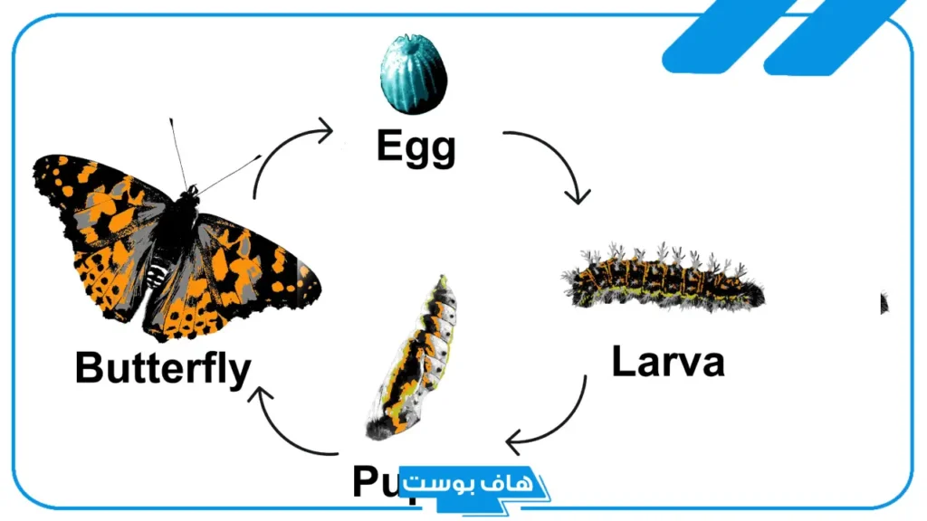 دورة حياة الفراشة بالانجليزي.. الجهاز التناسلي عند الفراشة دورة حياة الفراشة بالانجليزي.. الجهاز التناسلي عند الفراشة