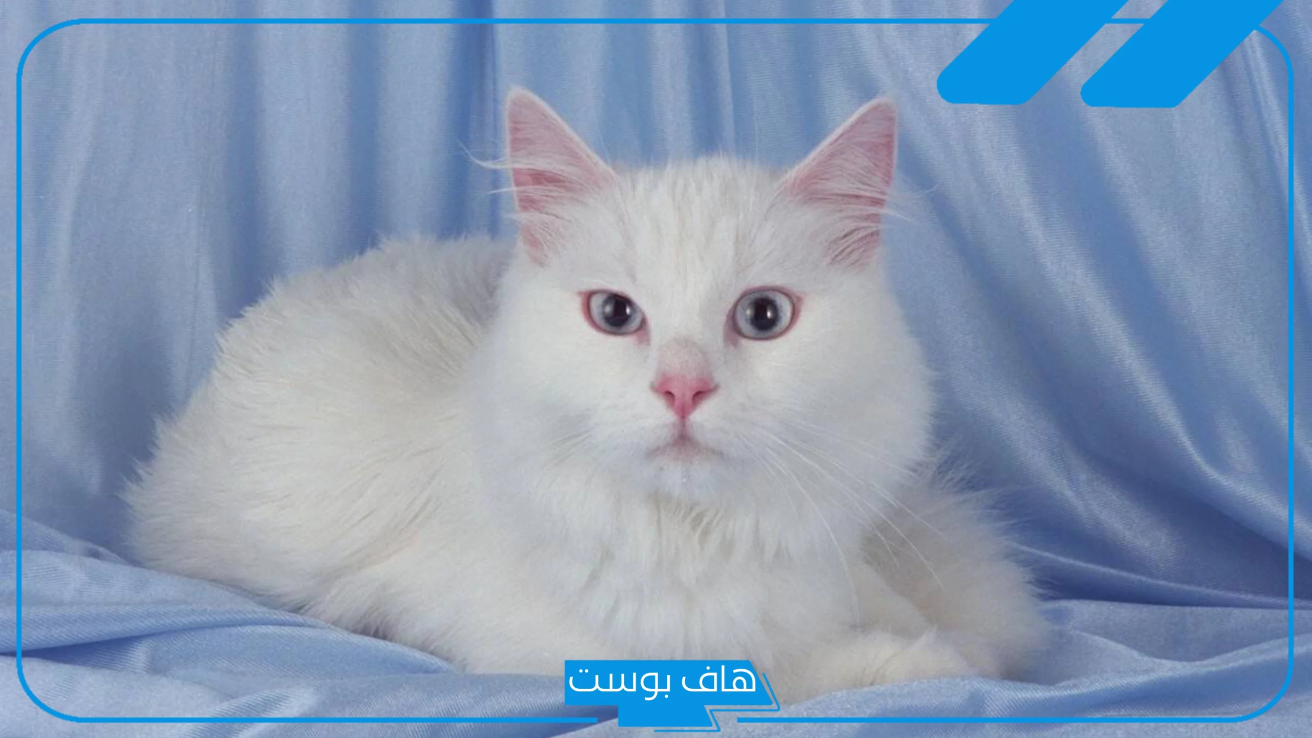 تفسير حلم رؤية قطة بيضاء في المنام لابن سيرين للعزباء والمتزوجة تفسير حلم رؤية قطة بيضاء في المنام لابن سيرين للعزباء والمتزوجة