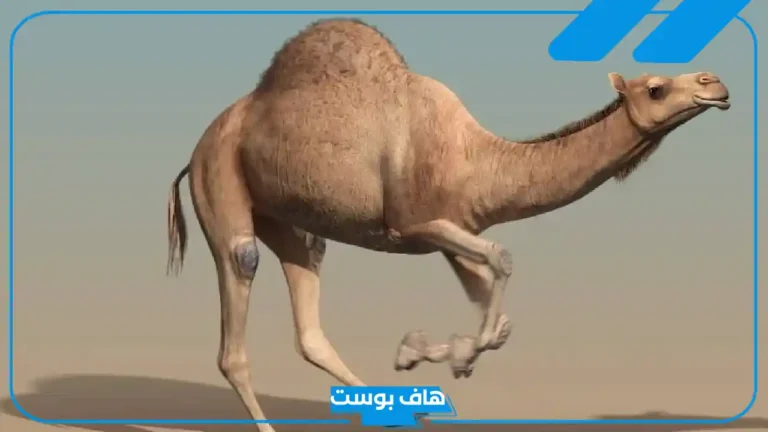 تفسير حلم الجمل في المنام للعزباء يلاحقها عند العالم ابن سيرين تفسير حلم الجمل في المنام للعزباء يلاحقها عند العالم ابن سيرين